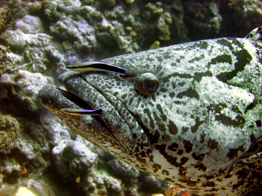 Epinephelus tukula is cleaned by two Labroides dimidiatus