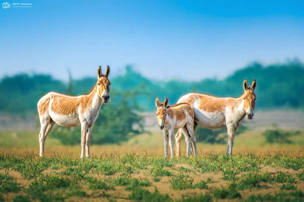 Onager