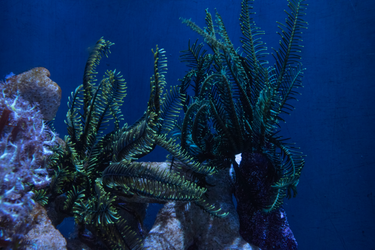 Crinoids