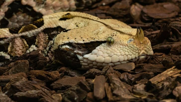 25 Most Poisonous Creatures Found in the Wild