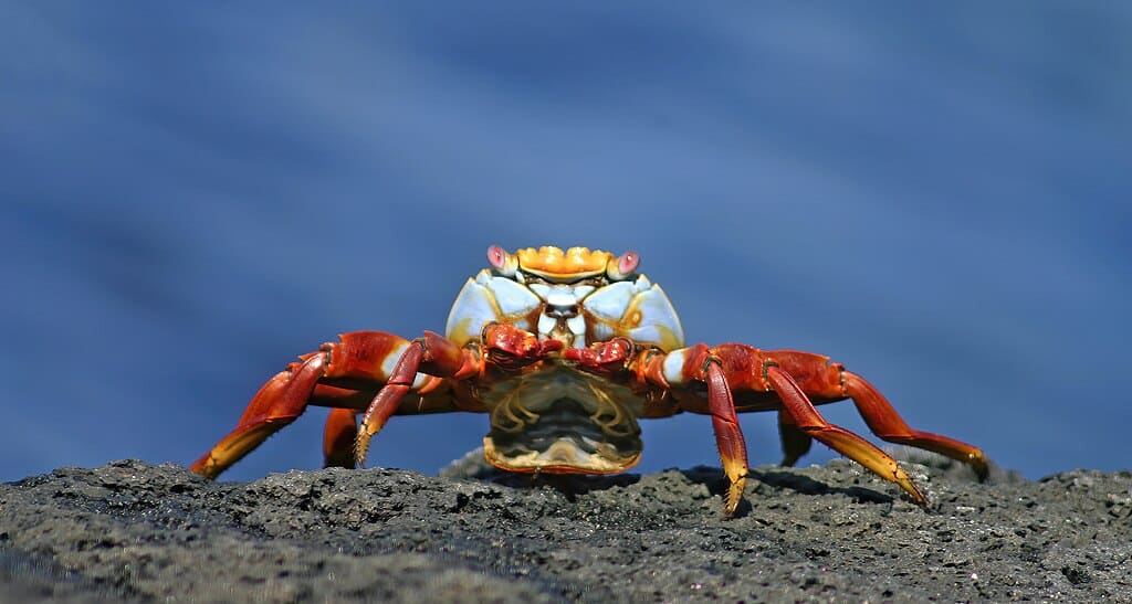 Galápagos Sally Lightfoot crab (Grapsus grapsus)