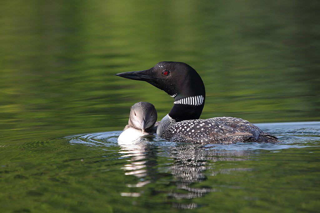 Common Loon, adult and immature, Blue Sea Lake, Quebec, Canada