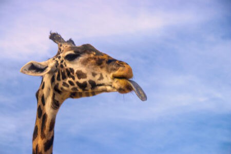 The Truth About a Giraffe’s Seven-Foot Tongue