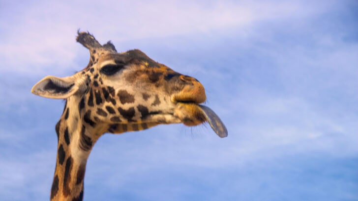 The Truth About a Giraffe’s Seven-Foot Tongue