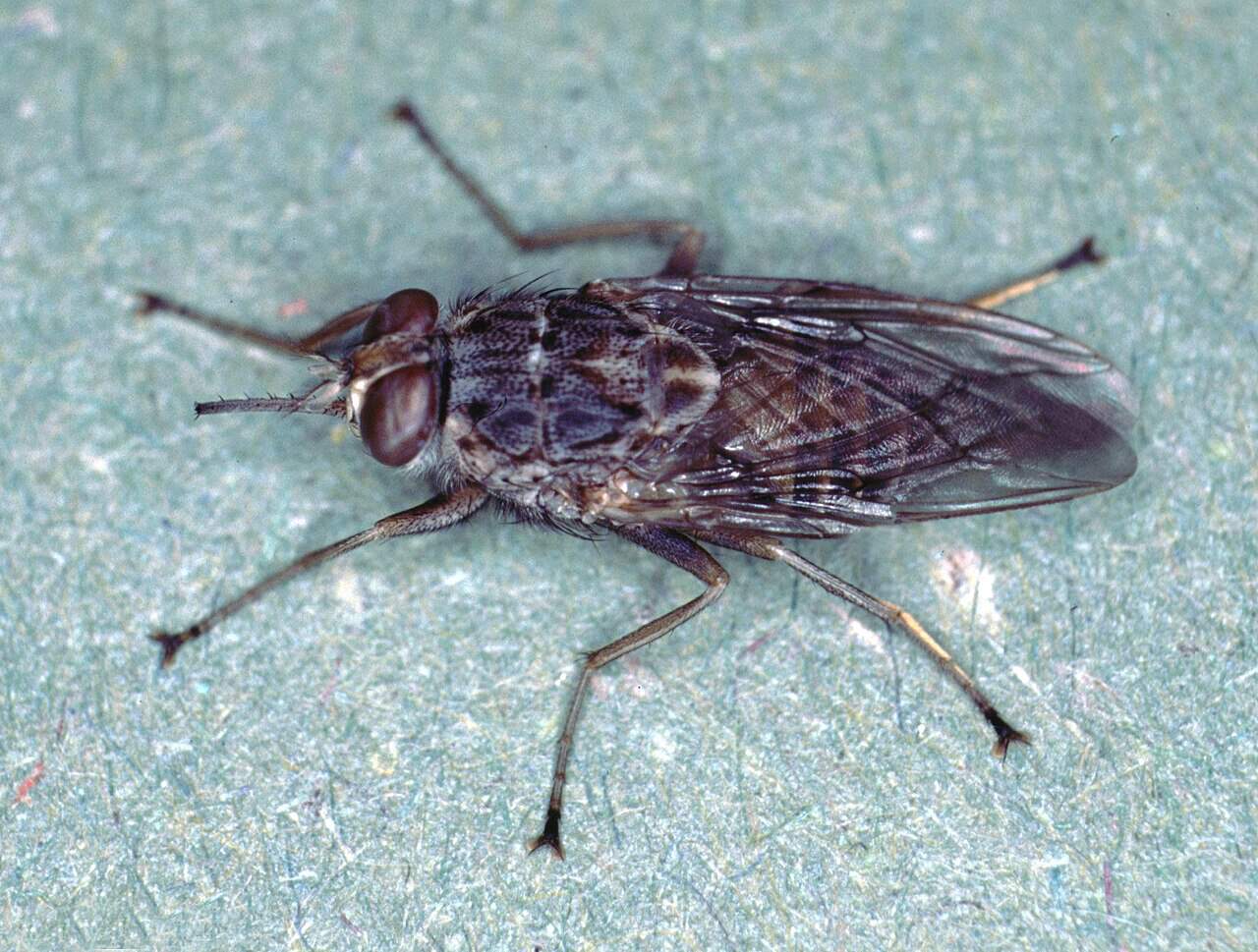 Tsetse Fly