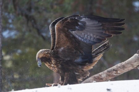 The Most Majestic Eagles Soaring Over American Skies