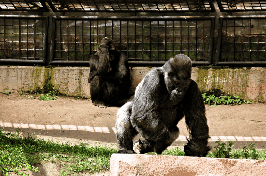 Gorilla im Tiergarten Nürnberg