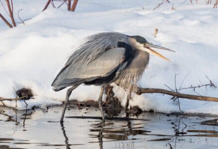 Top 10 Animals and Wildlife in the Pacific Northwest