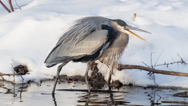 Top 10 Animals and Wildlife in the Pacific Northwest