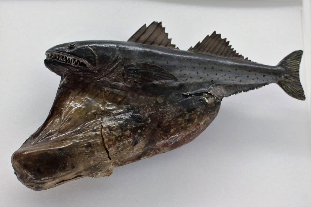 A preserved Black Swallower with its large mouth and deep, elongated body, showcasing its ability to consume prey larger than itself.
