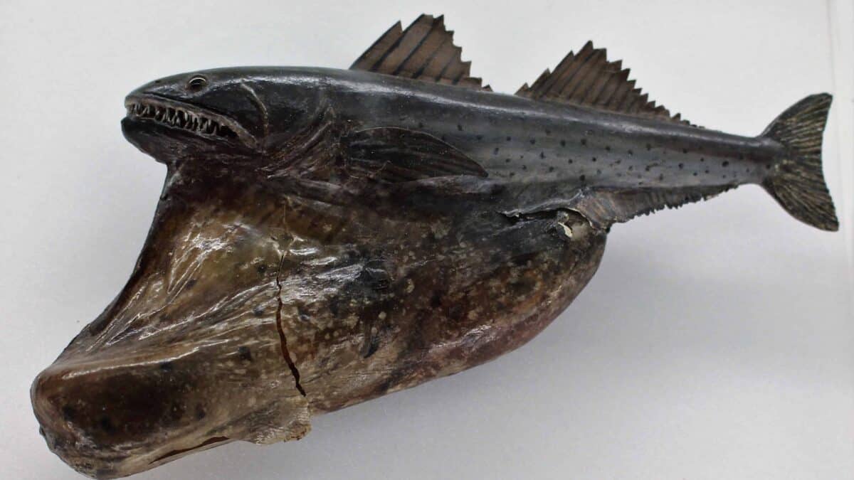 A preserved Black Swallower with its large mouth and deep, elongated body, showcasing its ability to consume prey larger than itself.