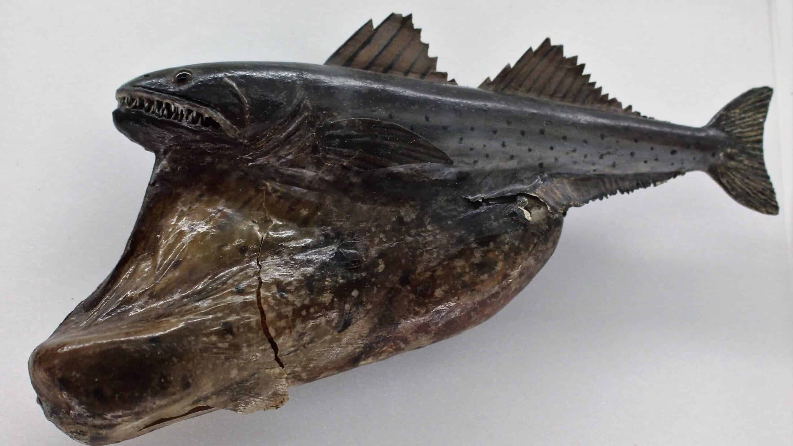 A preserved Black Swallower with its large mouth and deep, elongated body, showcasing its ability to consume prey larger than itself.