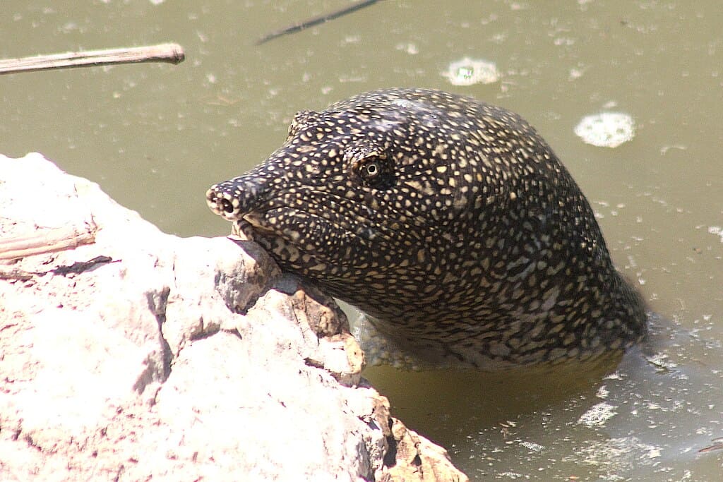 Head of African Softshell Turtle