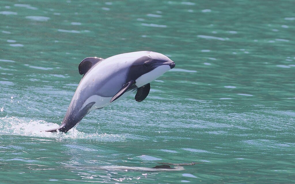 Hector's Dolphin (Cephalorhynchus hectori) - Gregory Slobirdr Smith - brighter.