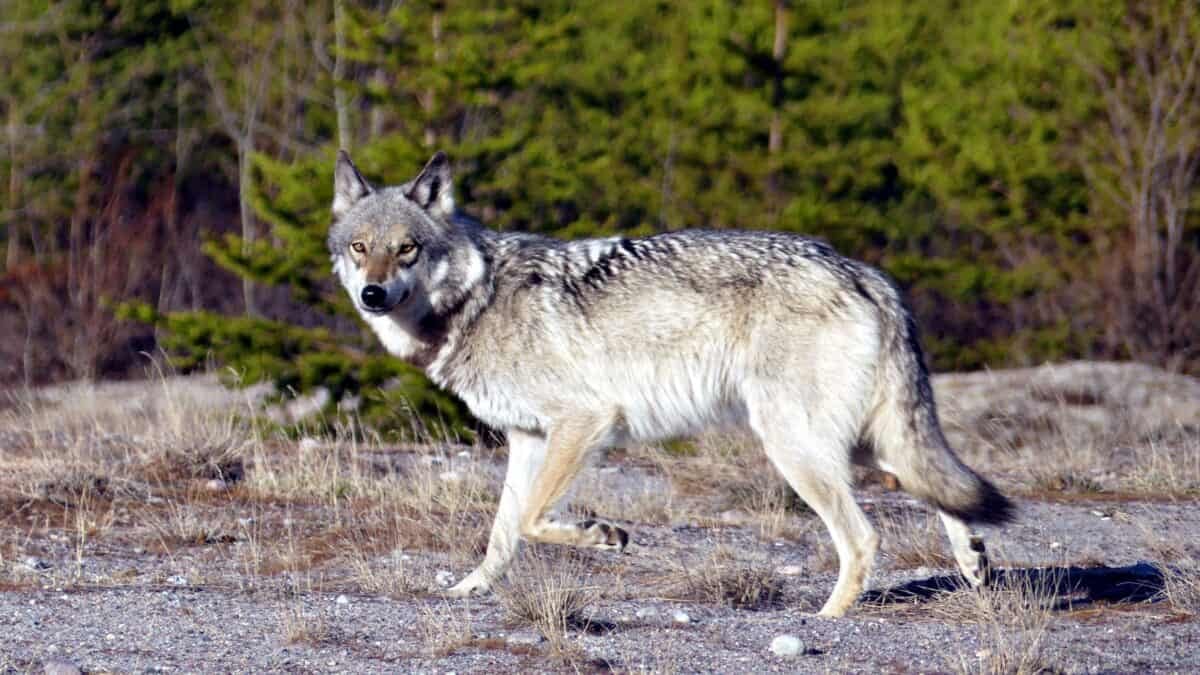 Great Plains wolf