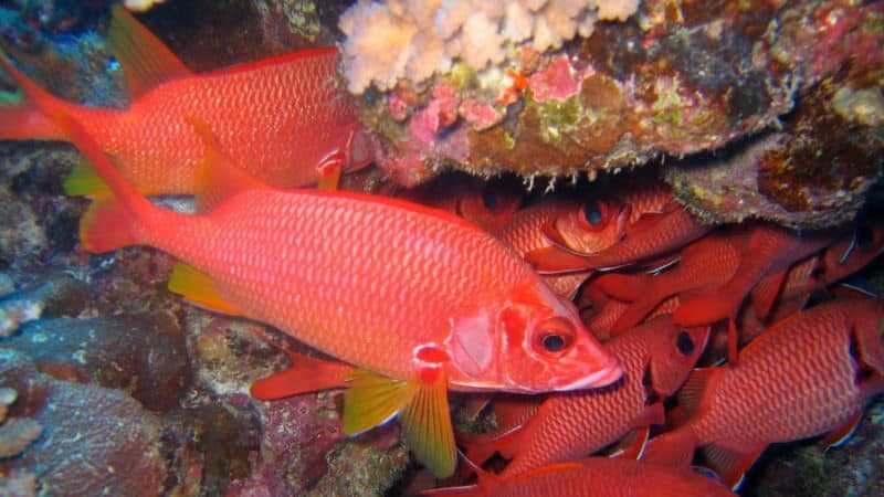 A group of vibrant red Squirrelfish swimming near a coral, showcasing their bright colors and large eyes in the deep sea
