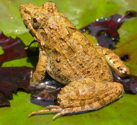 Indian Bullfrog