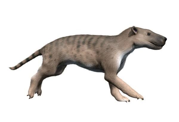 The Extinct Hyaenodon Is A Giant Predator of Prehistoric Times