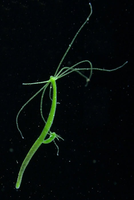 Hydra Organism