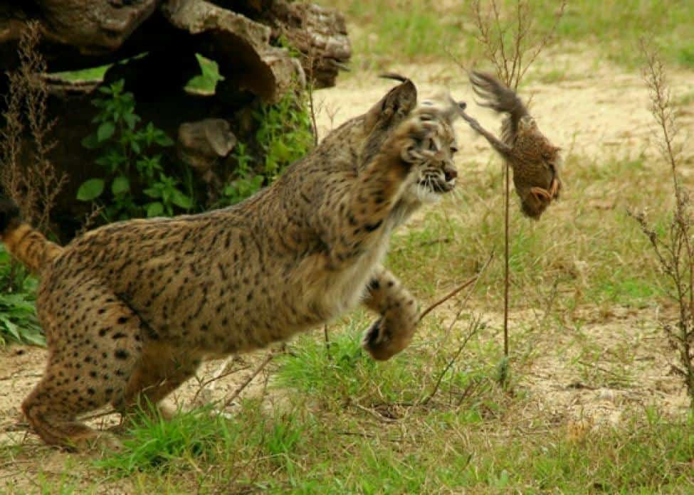 Iberian Lynx