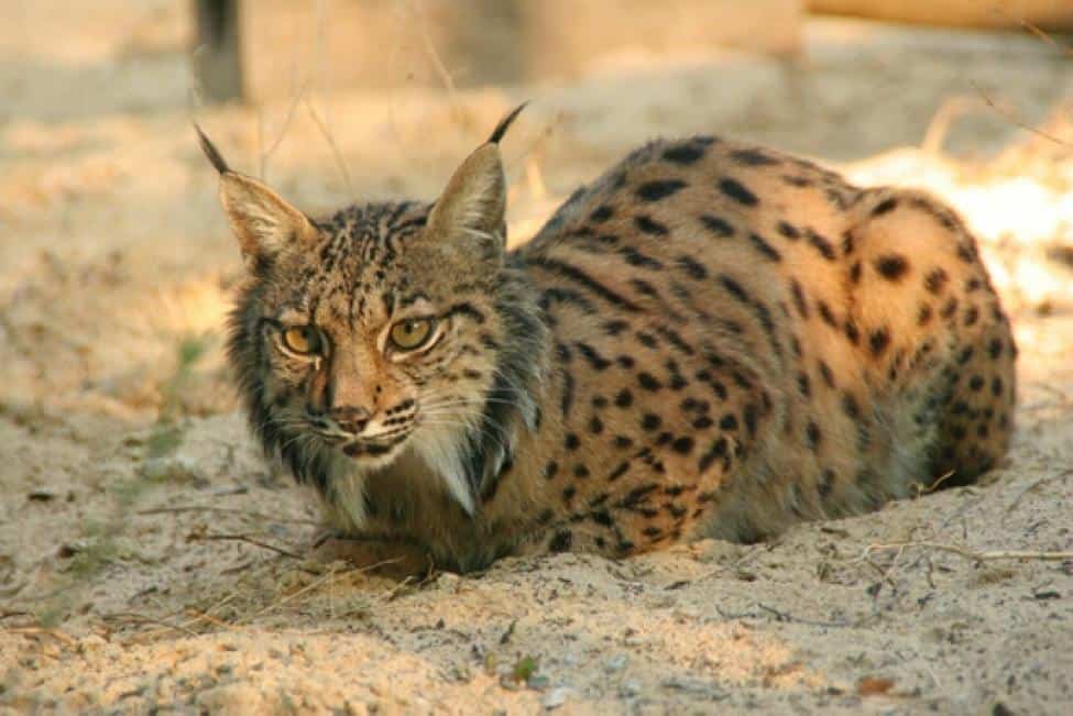 Iberian Lynx 
