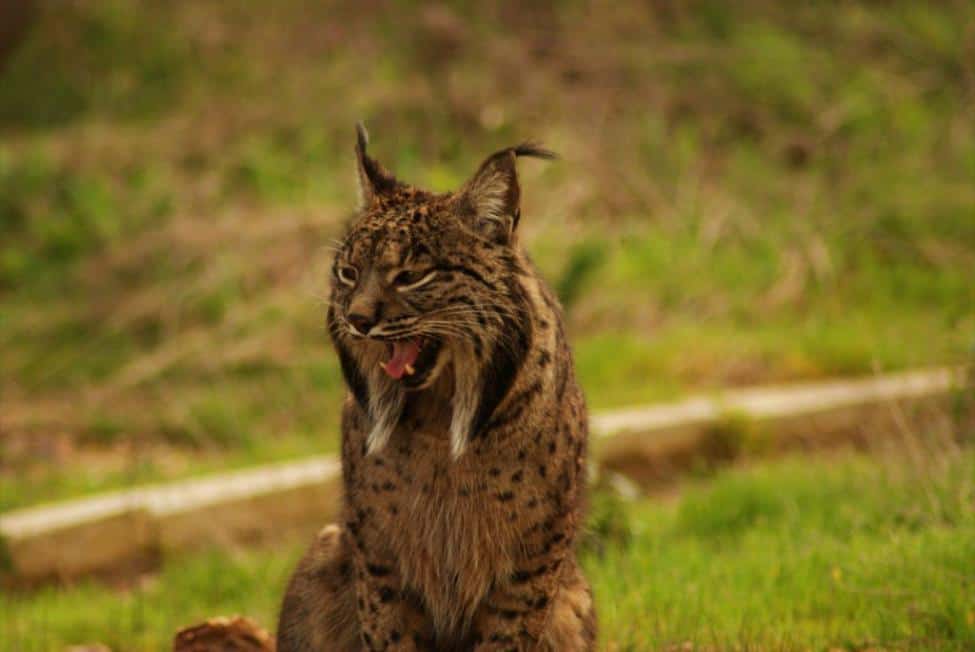 Iberian Lynx