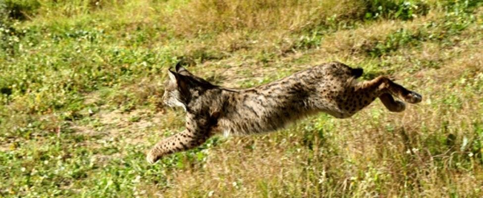 Iberian Lynx running