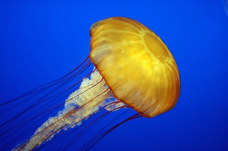 A vibrant yellow jellyfish with long, flowing tentacles drifts through the deep blue ocean, showcasing its delicate yet deadly nature.