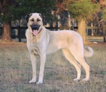 The Most Fearless Dog Breeds That Ranchers in Montana Rely On