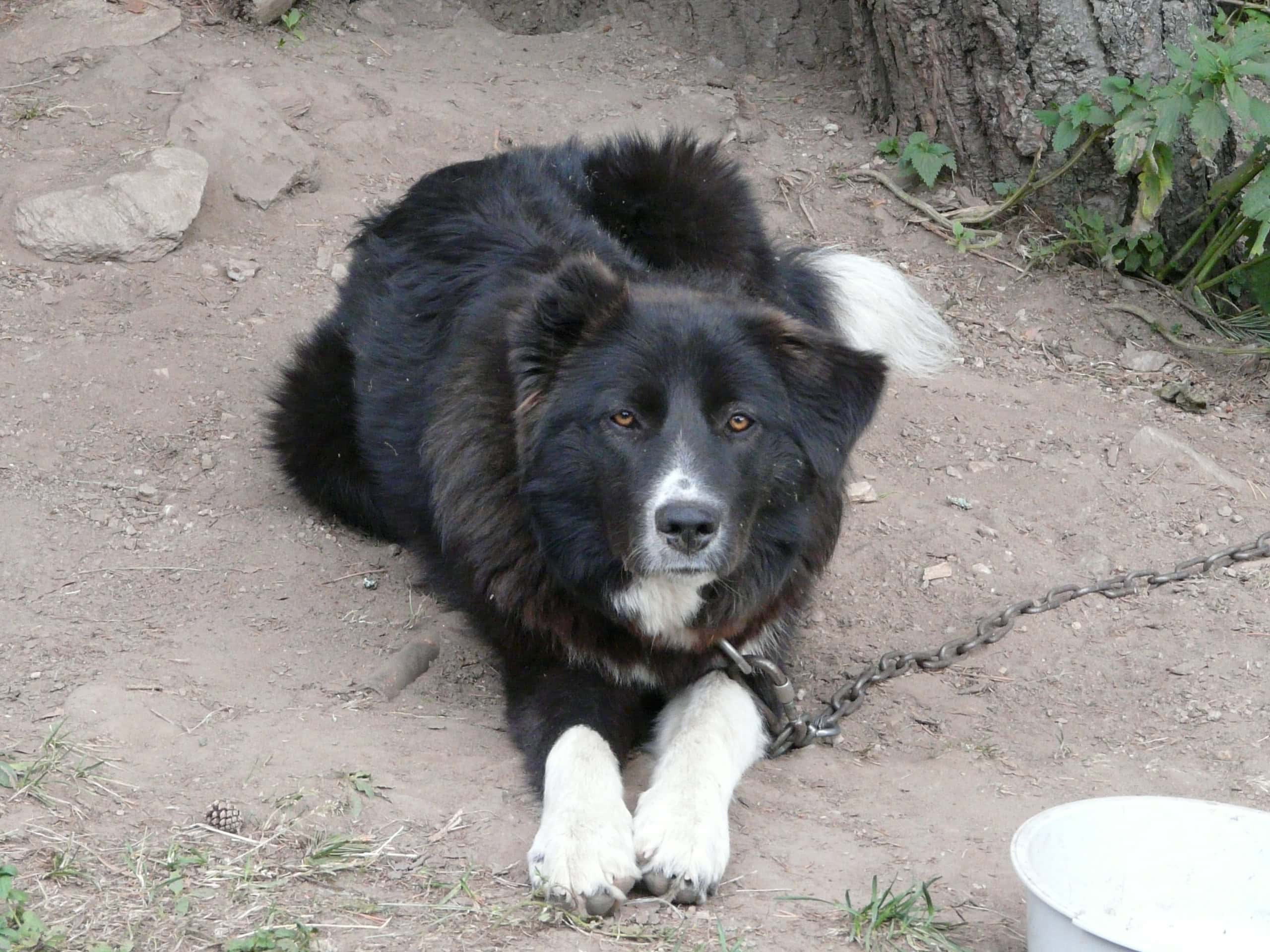Karakachan Bear Dog