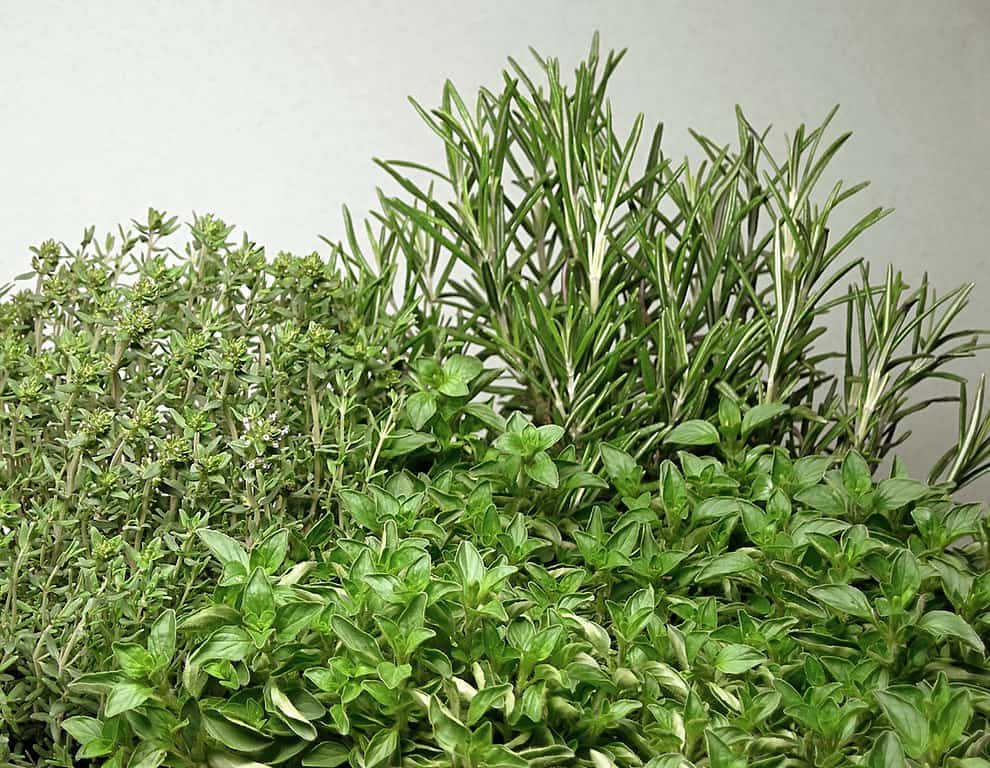 Herbs