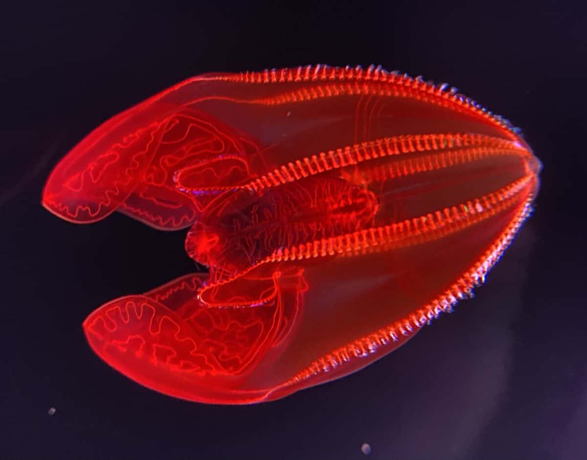 A Bloodybelly Comb Jelly with a vivid red glow, showcasing its translucent body and intricate comb rows in the deep sea.