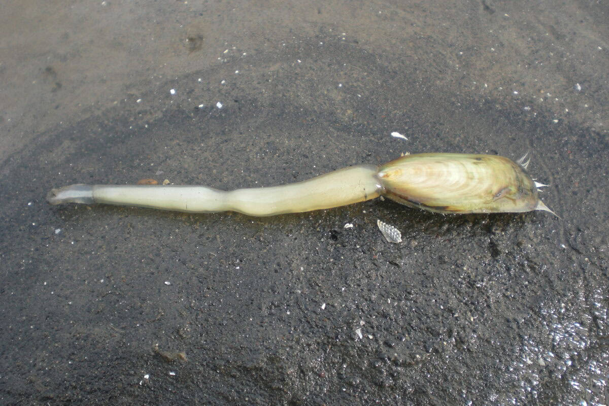 Lingula