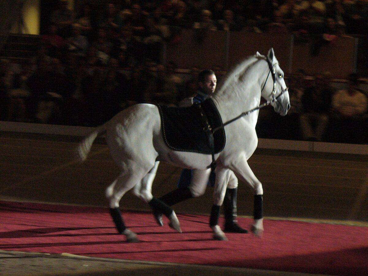 Lipizzaner