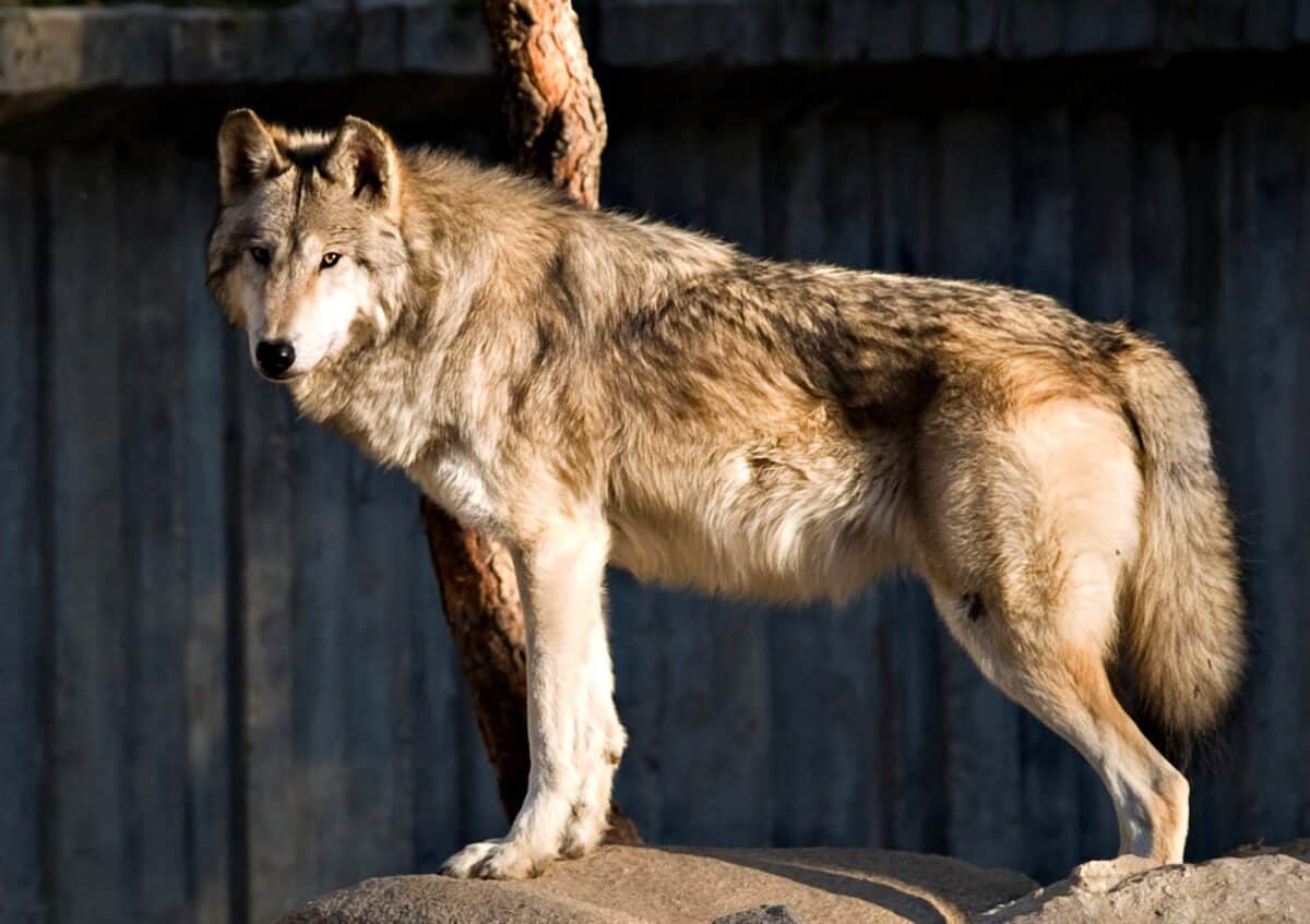 Northwestern Wolf