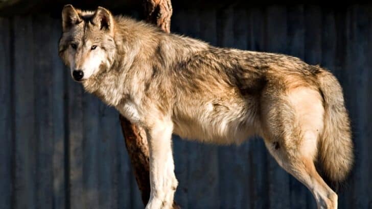 Meet the World’s Largest Wolf Ever Recorded – Its Size is Unreal!