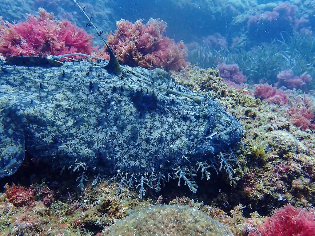 Anglerfish