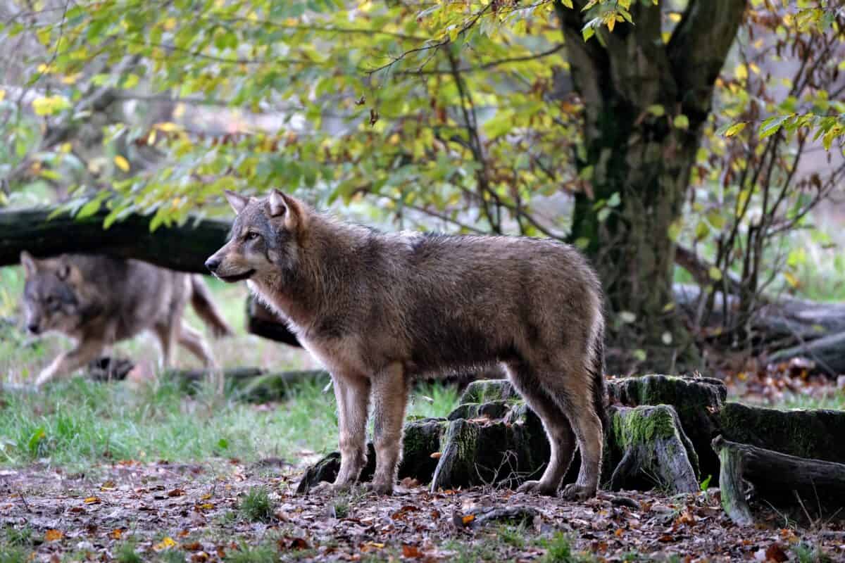 Eurasian Wolf