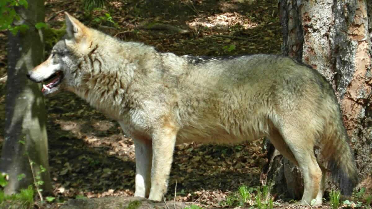 Italian Wolf