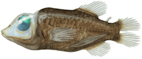 A digital illustration of the Barreleye Fish, showing its unique transparent head and large, upward-facing eyes, which help it observe its surroundings in the deep ocean.