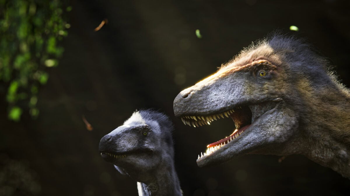 megaraptorids