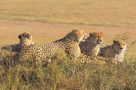 Man Who Gave Water to Thirsty Cheetahs Reinstated After Viral Video