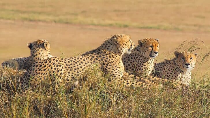 Man Who Gave Water to Thirsty Cheetahs Reinstated After Viral Video