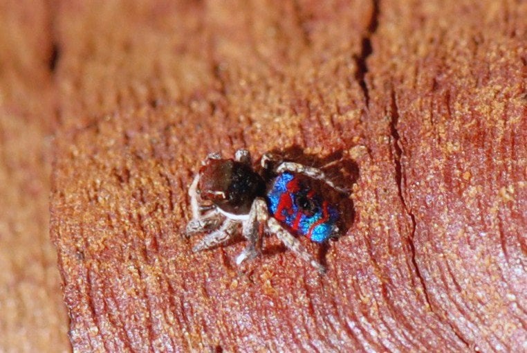 Peacock Spider