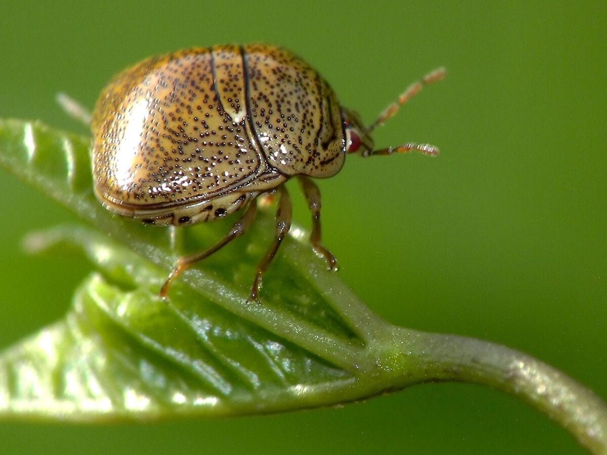 Kudzu Bugs