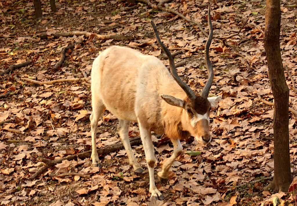 Mendesantilope