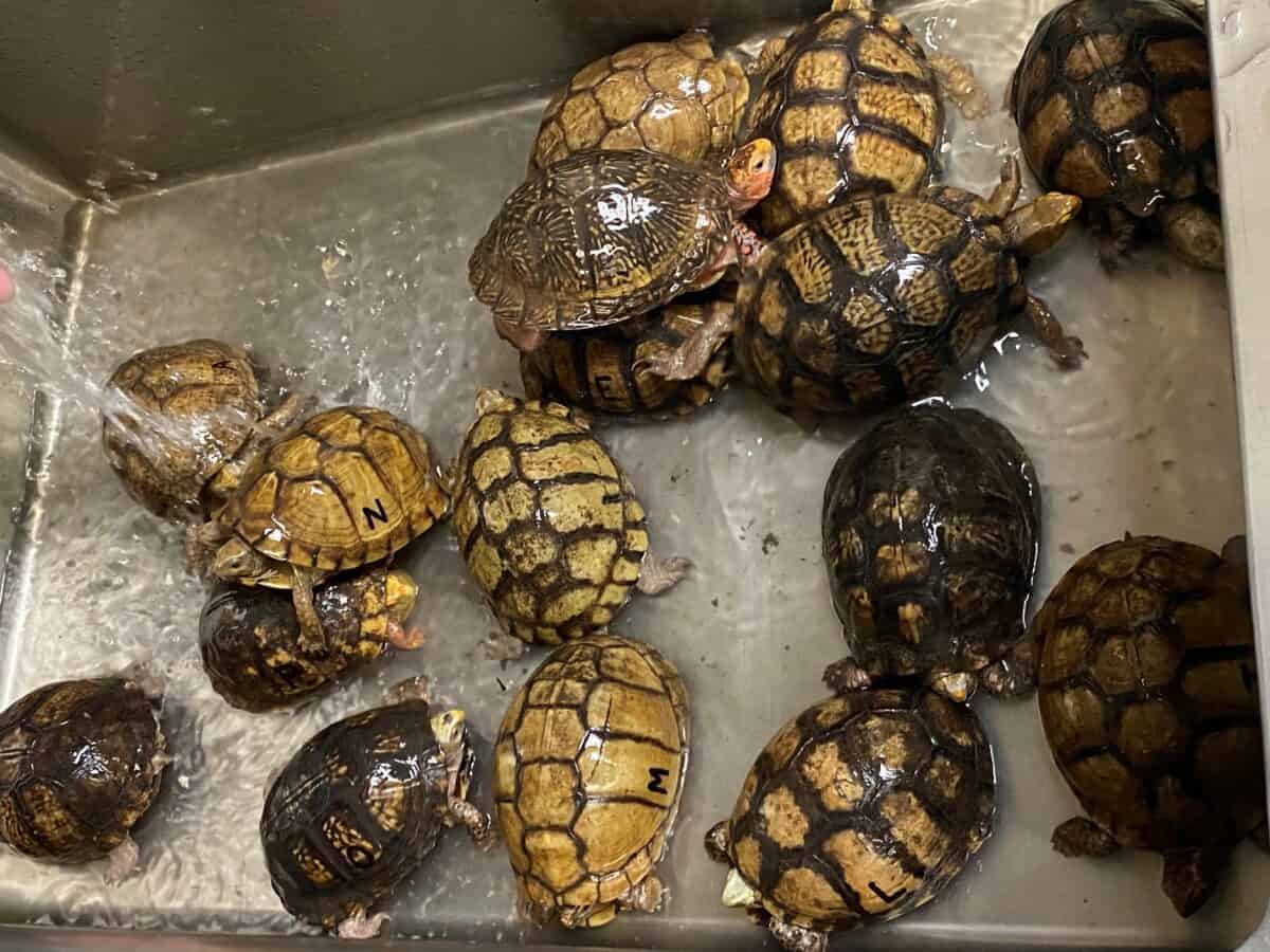Mexican box turtles.