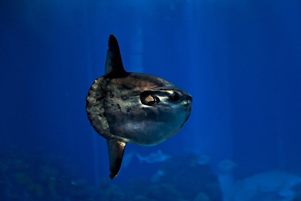 Ocean sunfish