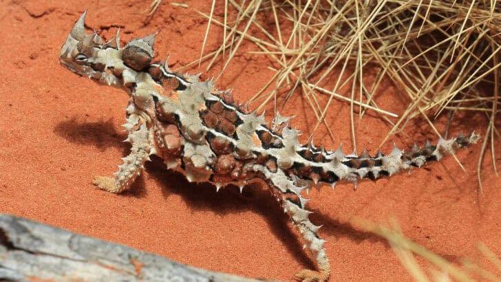 13 Animals That Evolved in Unbelievable Ways