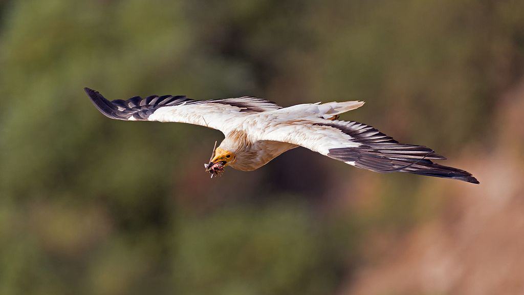 Egyptian Vulture 